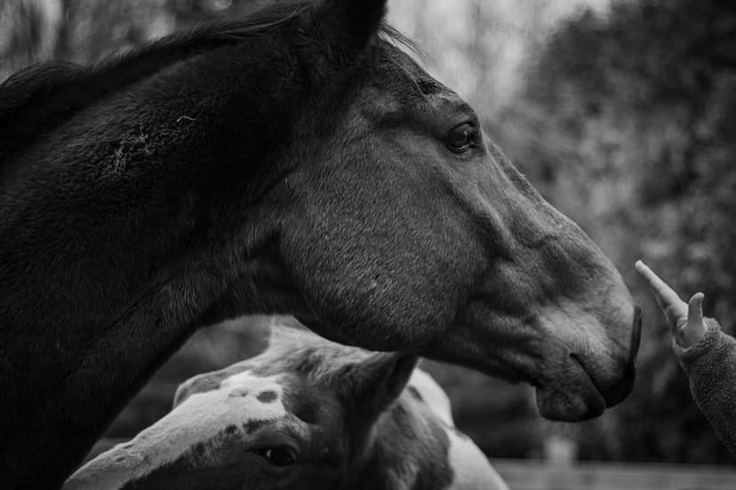 Image 3 du portfolio