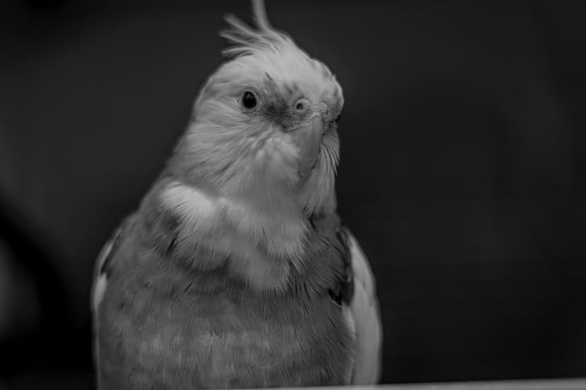 Image 7 du portfolio